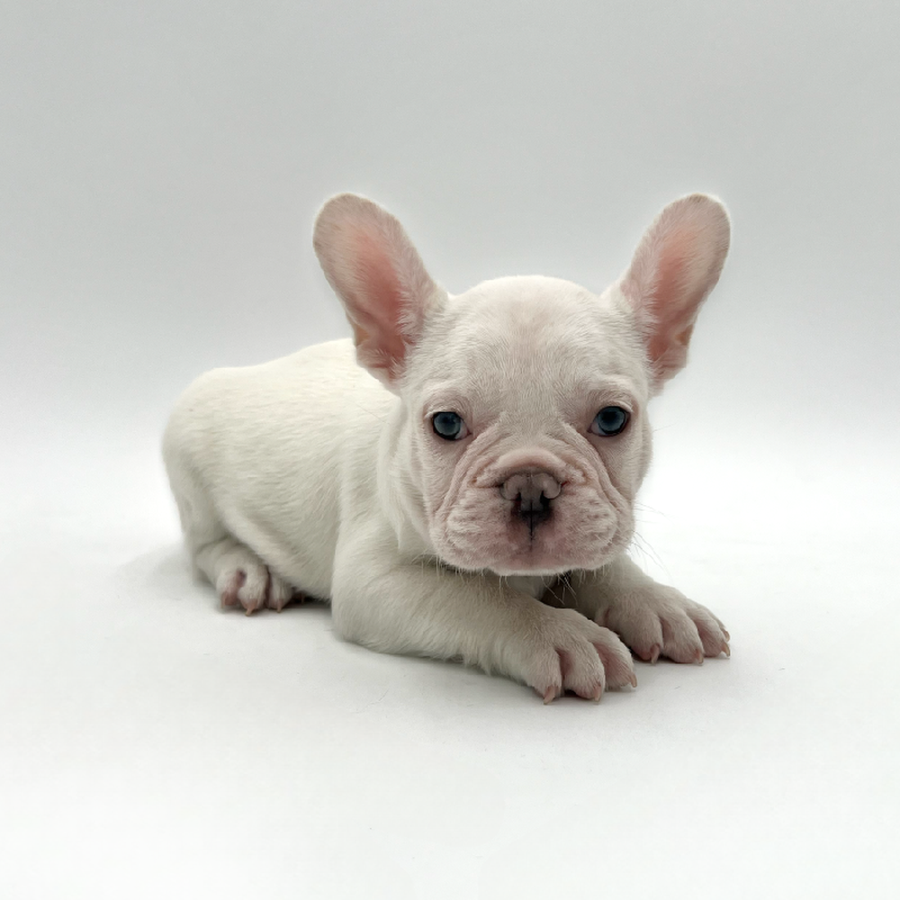 Male French Bulldog Puppy for Sale in San Antonio, TX