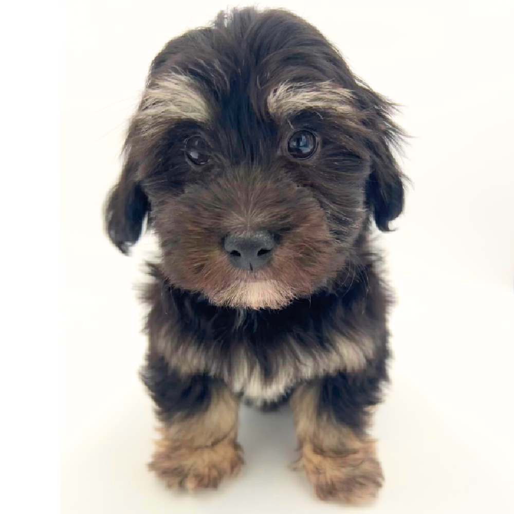 Male Havanese Puppy for Sale in Marietta, GA