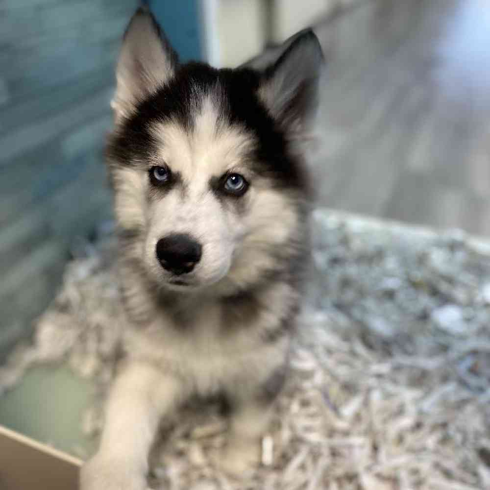 Male Siberian Husky Puppy for Sale in Meridian, ID