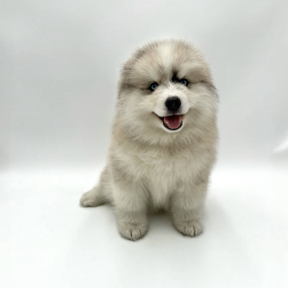 Male Pomsky Puppy for Sale in San Antonio, TX