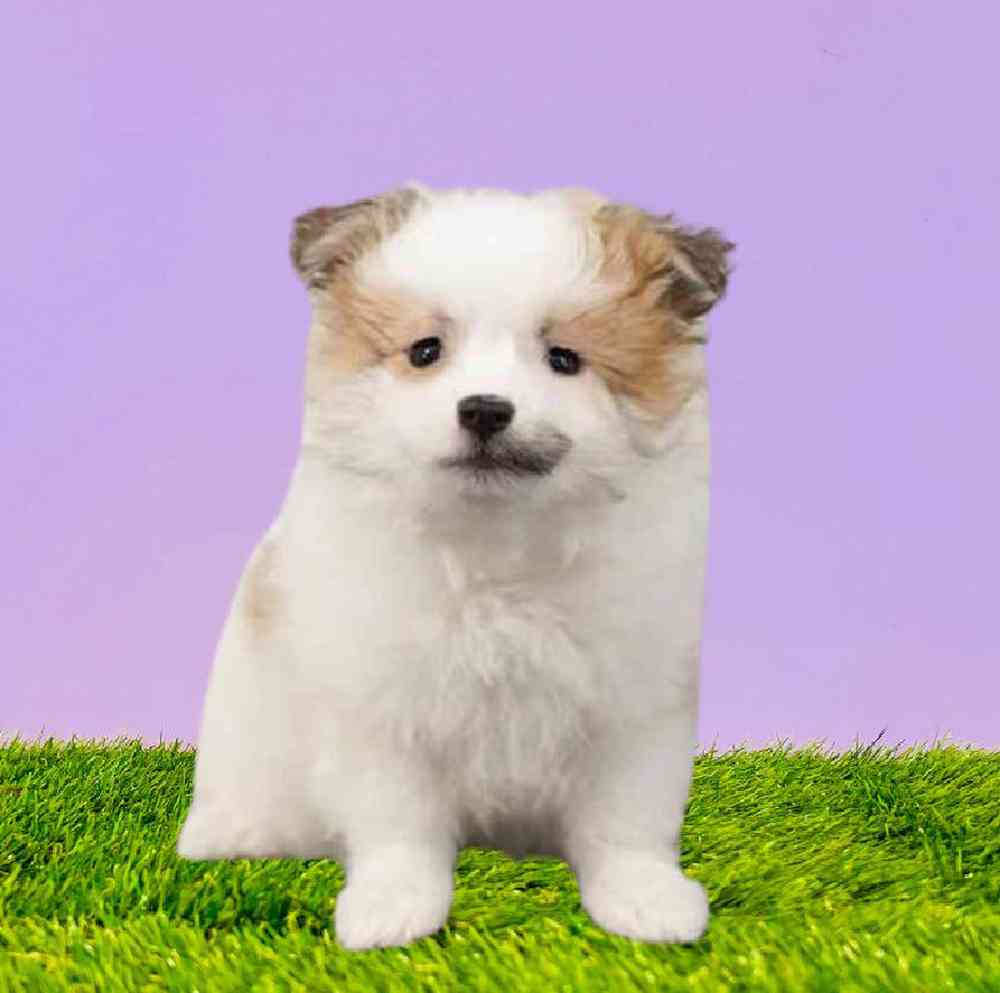 Female Pomeranian Puppy for Sale in Puyallup, WA