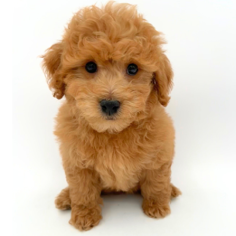 Male Bichapoo Puppy for Sale in Marietta, GA