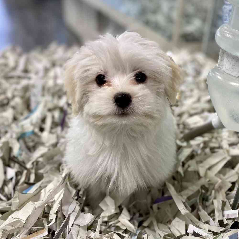 Male Havanese Puppy for Sale in Meridian, ID