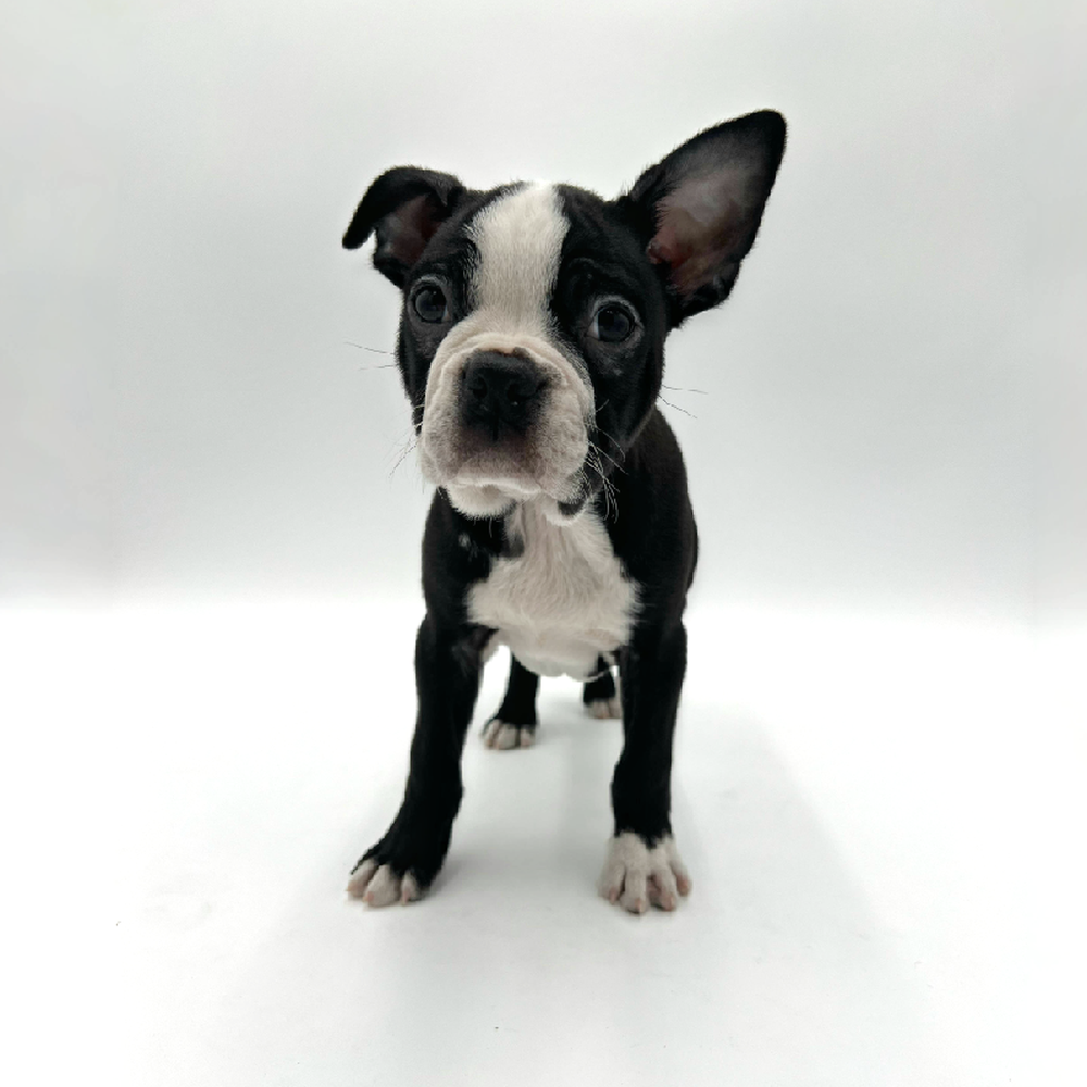 Male Boston Terrier Puppy for Sale in San Antonio, TX