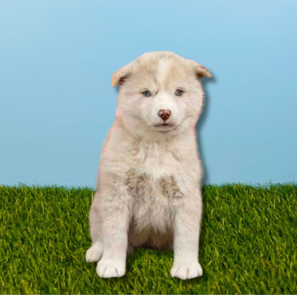 Female Pomsky Puppy for Sale in Tolleson, AZ
