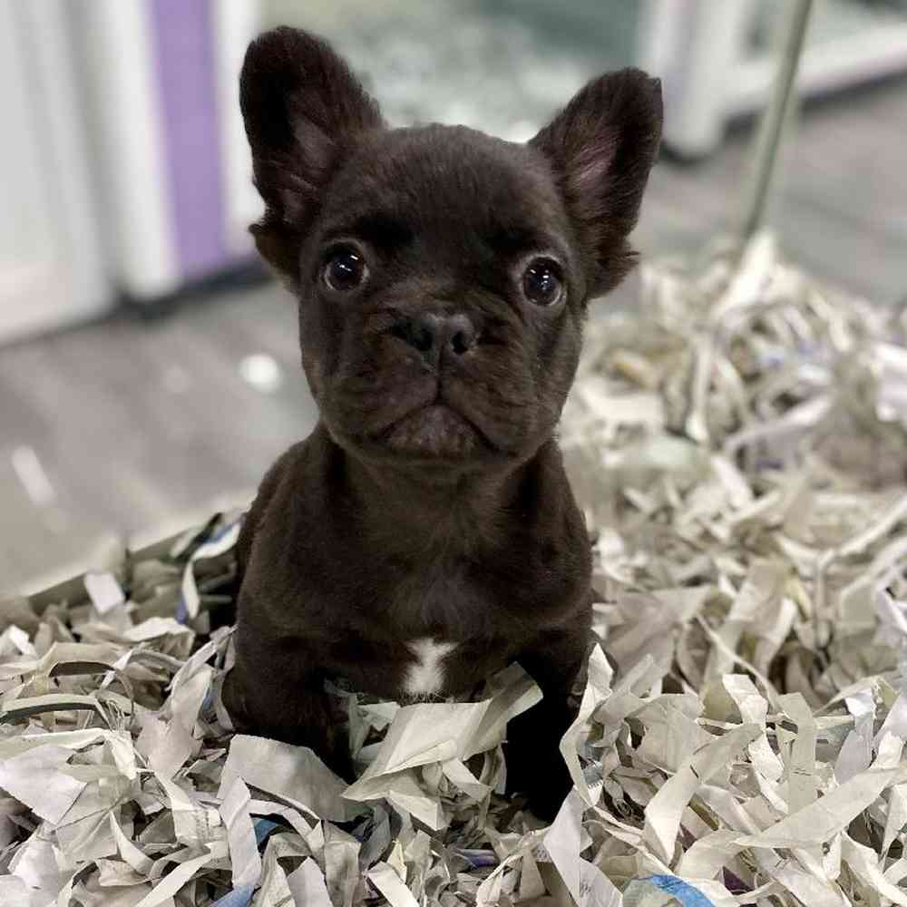 Male French Bulldog Puppy for Sale in Meridian, ID