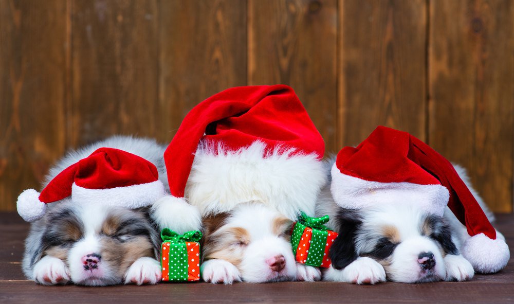 Three australian shepherd puppies sleeping on a dark wooden background. Two of them are wearing Santa Claus hats.