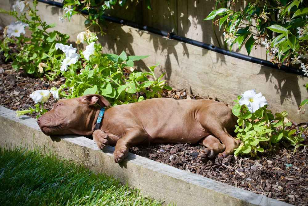 A brown pit bull puppy sleeping in a flower bed.