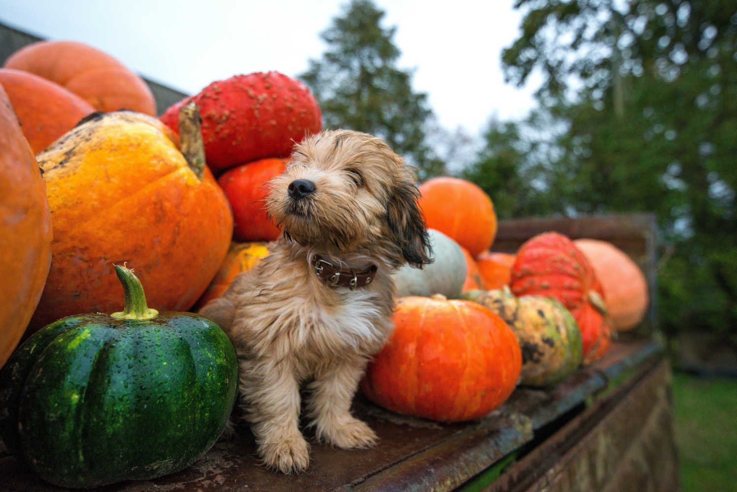 A shaggy brown dog sitting with a stack of multi-colored pumpkins.