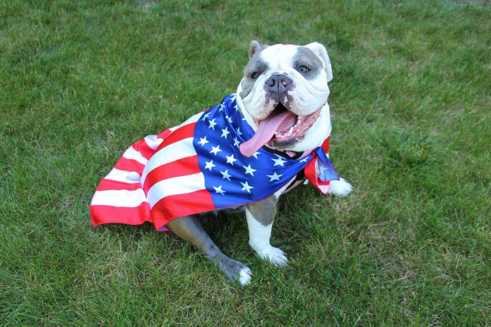 A white and gray Bulldog wearing an American flag on its back.