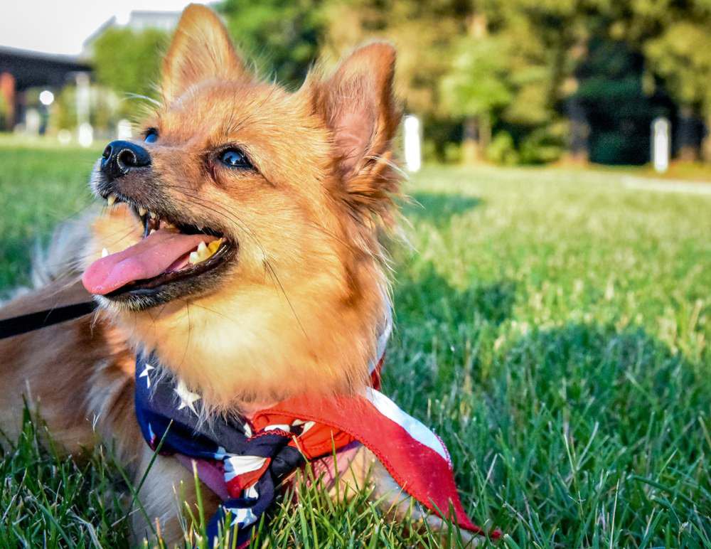 A Pomeranian wearing an American flag bandana.