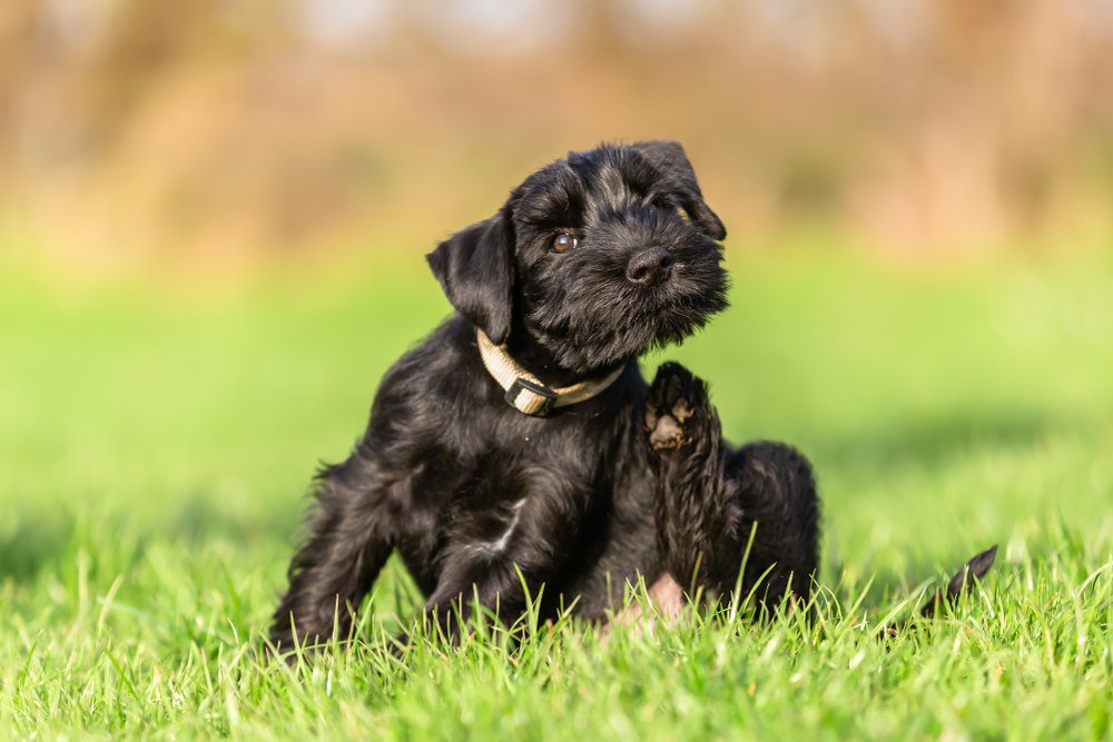 A black schnauzer scratching its body with its hind leg.