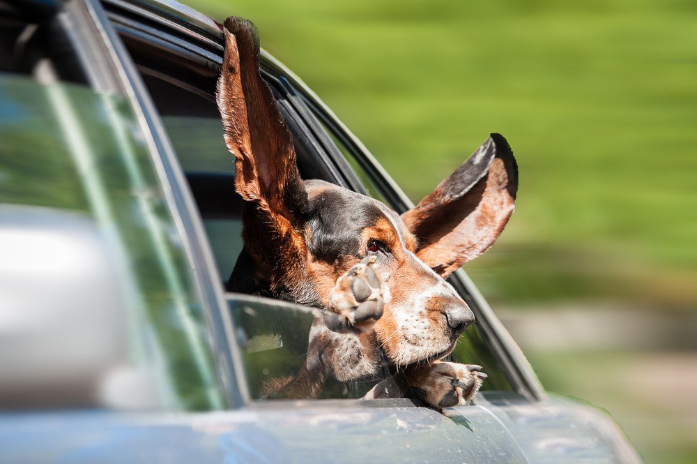 A brown Basset Hound sticking its face out the window of a moving car.