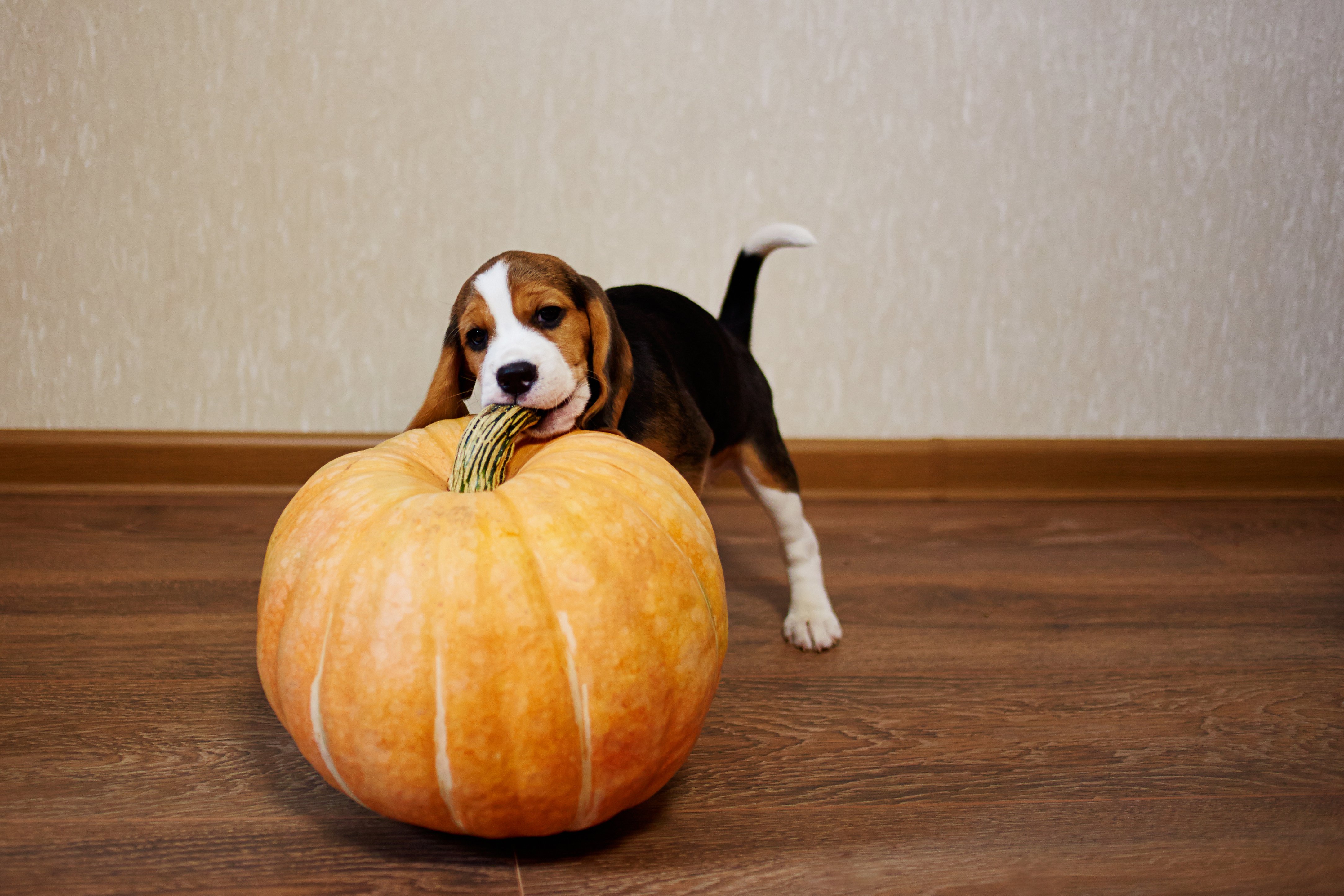 A beagle puppy biting the stem of a large pumpkin.