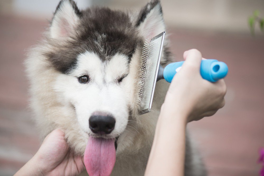 An alaskan malamute getting its fur groomed with a brush.